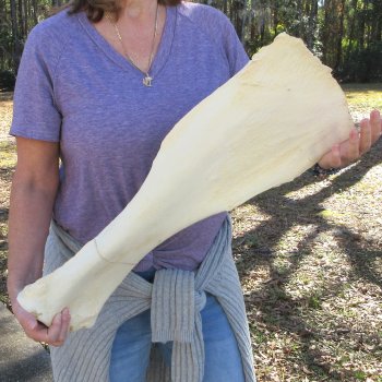 26 Inch Giraffe Shoulder Blade 