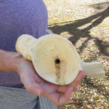 26 Inch Giraffe Shoulder Blade 