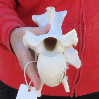12" B-Grade Giraffe Vertebra Bone