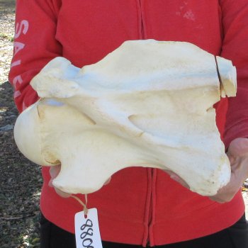 11" B-Grade Giraffe Vertebra Bone