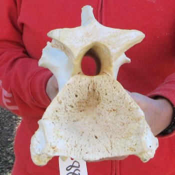 11" B-Grade Giraffe Vertebra Bone