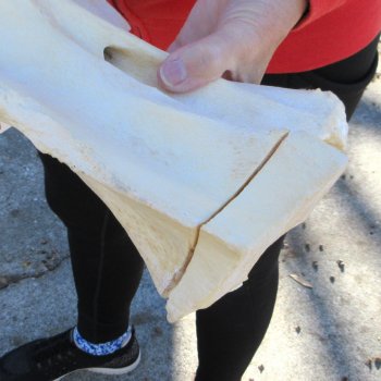 11" B-Grade Giraffe Vertebra Bone