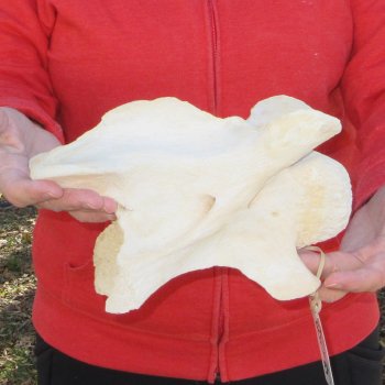9" B-Grade Giraffe Vertebra Bone