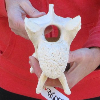 9" B-Grade Giraffe Vertebra Bone