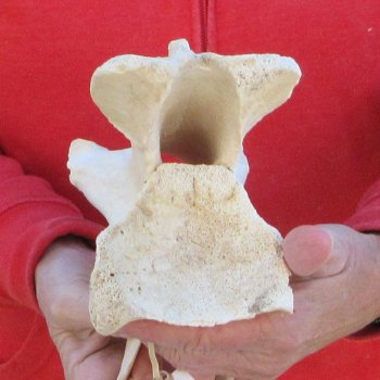 9" B-Grade Giraffe Vertebra Bone