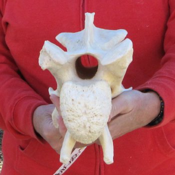 11-1/2" Giraffe Neck Vertebra Bone