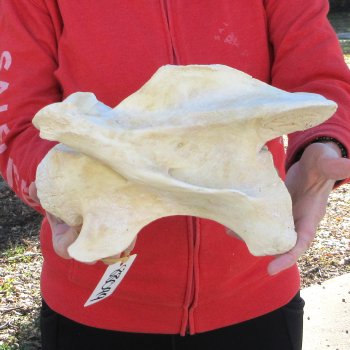 11-1/2" Giraffe Neck Vertebra Bone