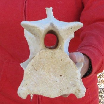 11-1/2" Giraffe Neck Vertebra Bone
