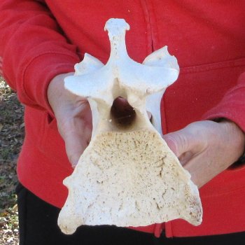 13" Giraffe Neck Vertebra Bone