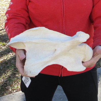 13" Giraffe Neck Vertebra Bone