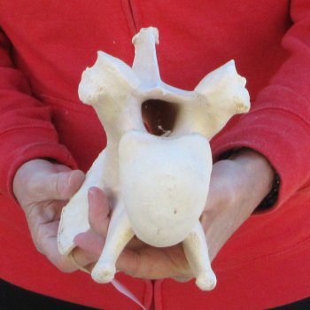 13" Giraffe Neck Vertebra Bone