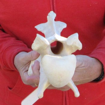 12" Giraffe Neck Vertebra Bone