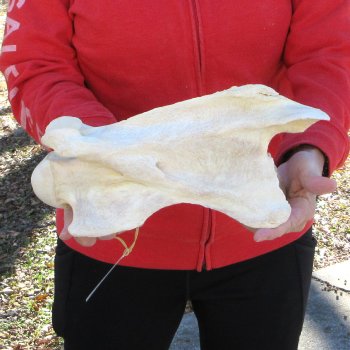 12" Giraffe Neck Vertebra Bone