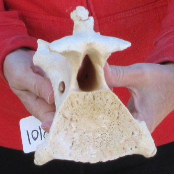12" Giraffe Neck Vertebra Bone