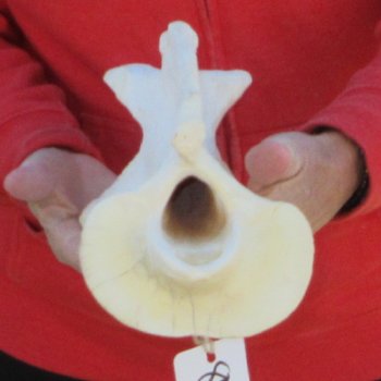 13-1/2" XL Giraffe Neck Vertebrae Bone 