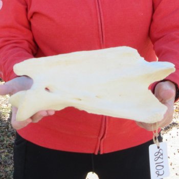 13-1/2" XL Giraffe Neck Vertebrae Bone 