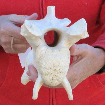 11-1/2" Giraffe Neck Vertebra Bone