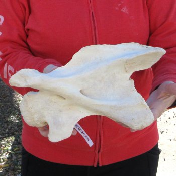 11-1/2" Giraffe Neck Vertebra Bone