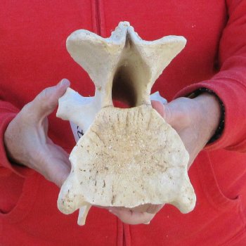 11-1/2" Giraffe Neck Vertebra Bone