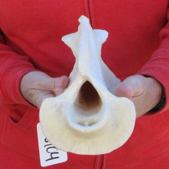 13-1/2" XL Giraffe Neck Vertebrae Bone 