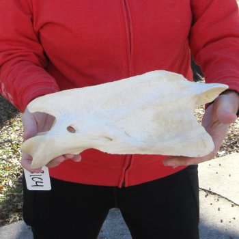 13-1/2" XL Giraffe Neck Vertebrae Bone 