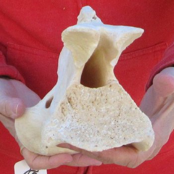 13-1/2" XL Giraffe Neck Vertebrae Bone 