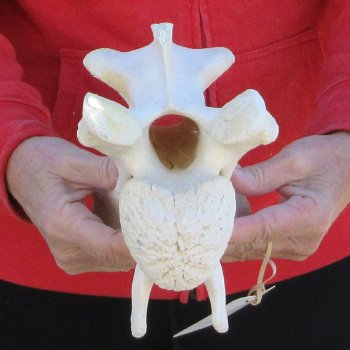 11" Giraffe Neck Vertebra Bone