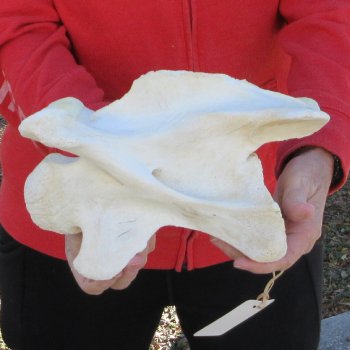 11" Giraffe Neck Vertebra Bone