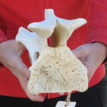 11" Giraffe Neck Vertebra Bone