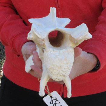 11" Giraffe Neck Vertebra Bone