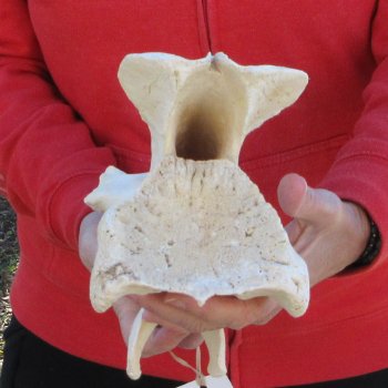 11" Giraffe Neck Vertebra Bone