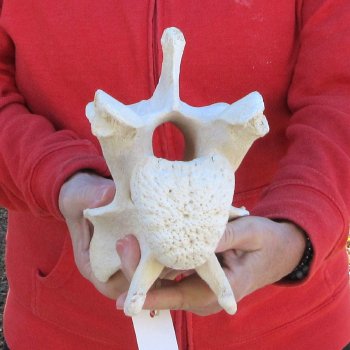 9" Giraffe Neck Vertebra Bone