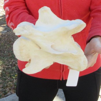 9" Giraffe Neck Vertebra Bone
