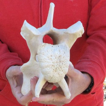 9" Giraffe Neck Vertebra Bone