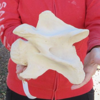 9" Giraffe Neck Vertebra Bone