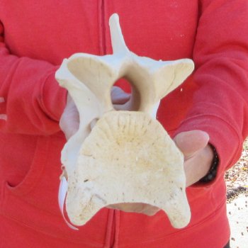 9" Giraffe Neck Vertebra Bone