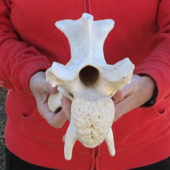 12-1/2" Giraffe Neck Vertebra Bone