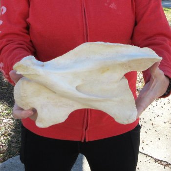 12-1/2" Giraffe Neck Vertebra Bone