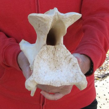 12-1/2" Giraffe Neck Vertebra Bone