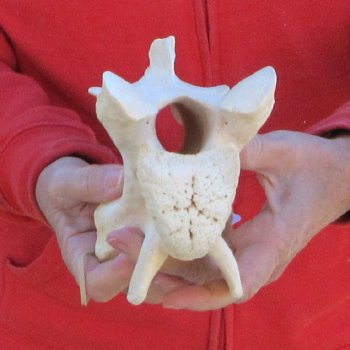 9" Small Giraffe Neck Vertebra Bone