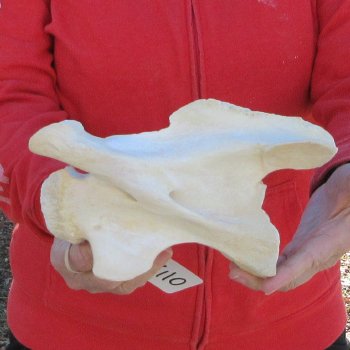 9" Small Giraffe Neck Vertebra Bone