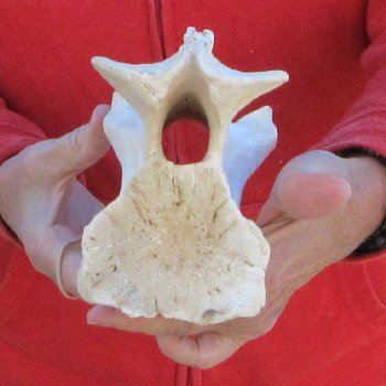 9" Small Giraffe Neck Vertebra Bone