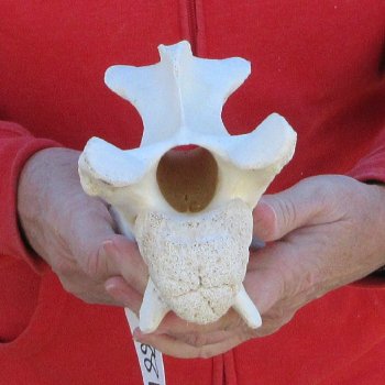 8" Small Giraffe Neck Vertebra Bone