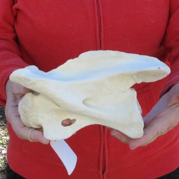 8" Small Giraffe Neck Vertebra Bone