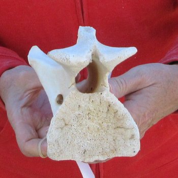8" Small Giraffe Neck Vertebra Bone