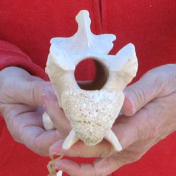 8" Small Giraffe Neck Vertebra Bone