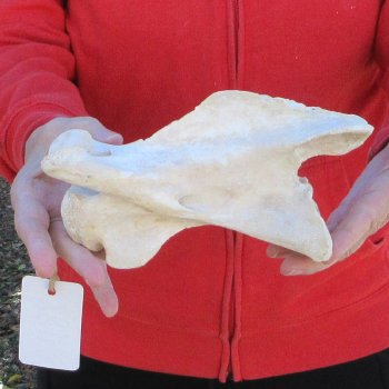 8" Small Giraffe Neck Vertebra Bone