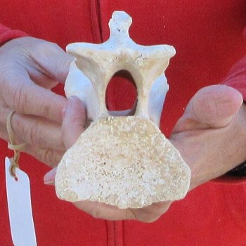 8" Small Giraffe Neck Vertebra Bone