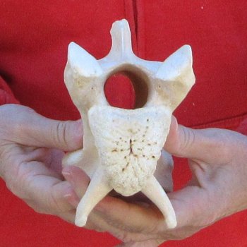 9" Small Giraffe Neck Vertebra Bone