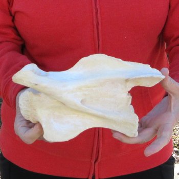 9" Small Giraffe Neck Vertebra Bone